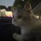 满山猴子我腚最红