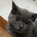 小**