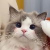 冰冰