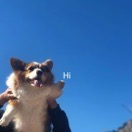 头油我用斯丹康